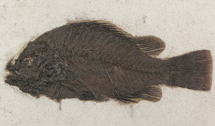 Huge, Priscacara Serrata Fossil Fish - Elegantly Framed #51335